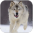 WolfDogSimulator狼狗模拟器 V1.0.8 安卓版