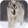 WolfDogSimulator狼狗模拟器 V1.0.8 安卓版