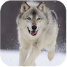 狼狗模拟器游戏 V1.0.8 安卓版