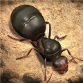 蚂蚁进化崛起游戏  V1.0.5