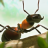 蚂蚁指挥官游戏  V1.0.0