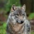 森林狼生存模拟器  V1.2